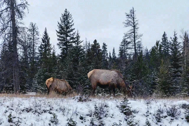 Two large tan animals stand in a snow-dusted field in front of evergreen trees.